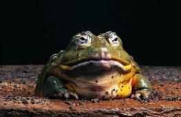 Видеть во сне жабу большую